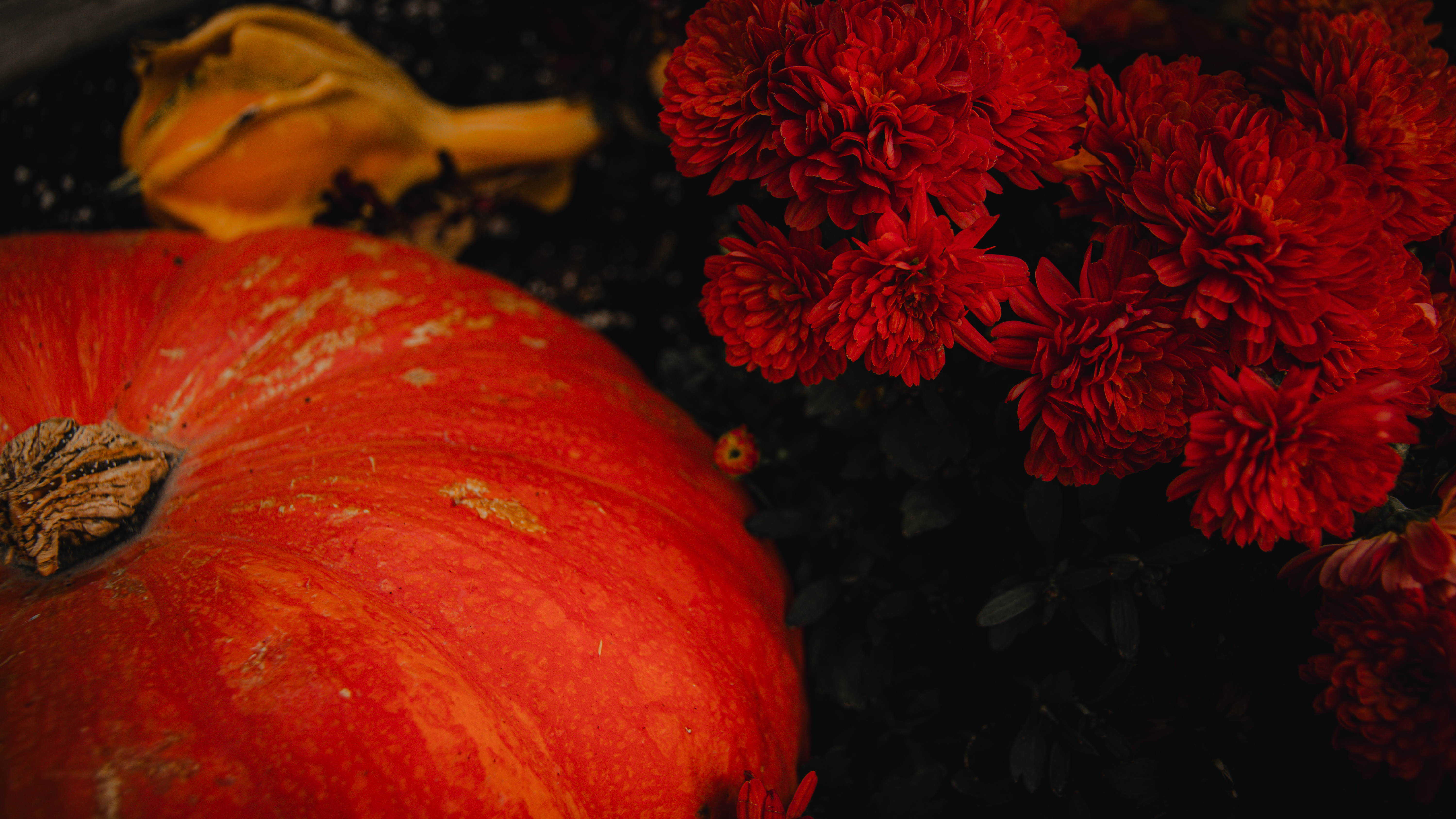 Faune & Flore
