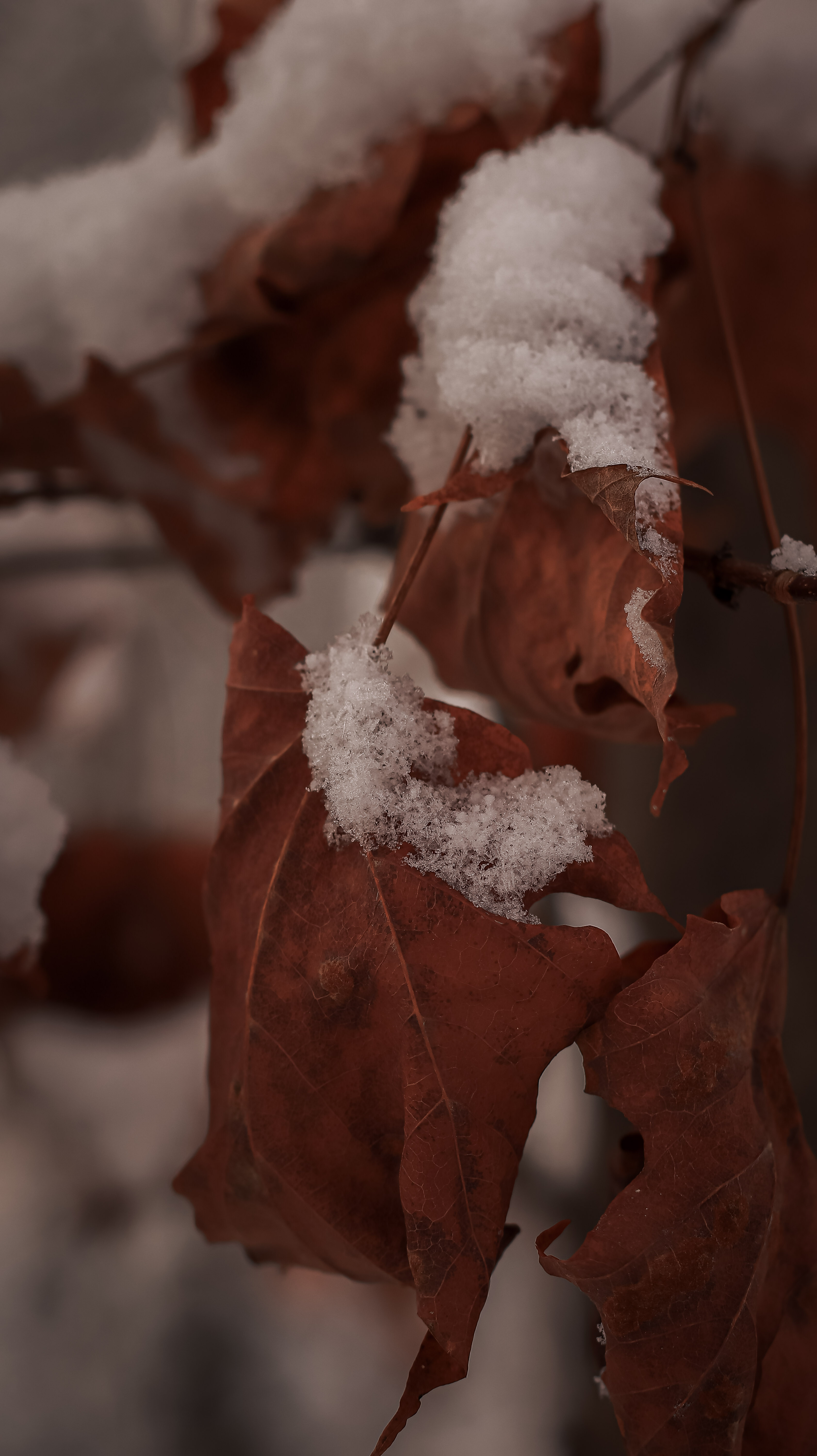Faune & Flore