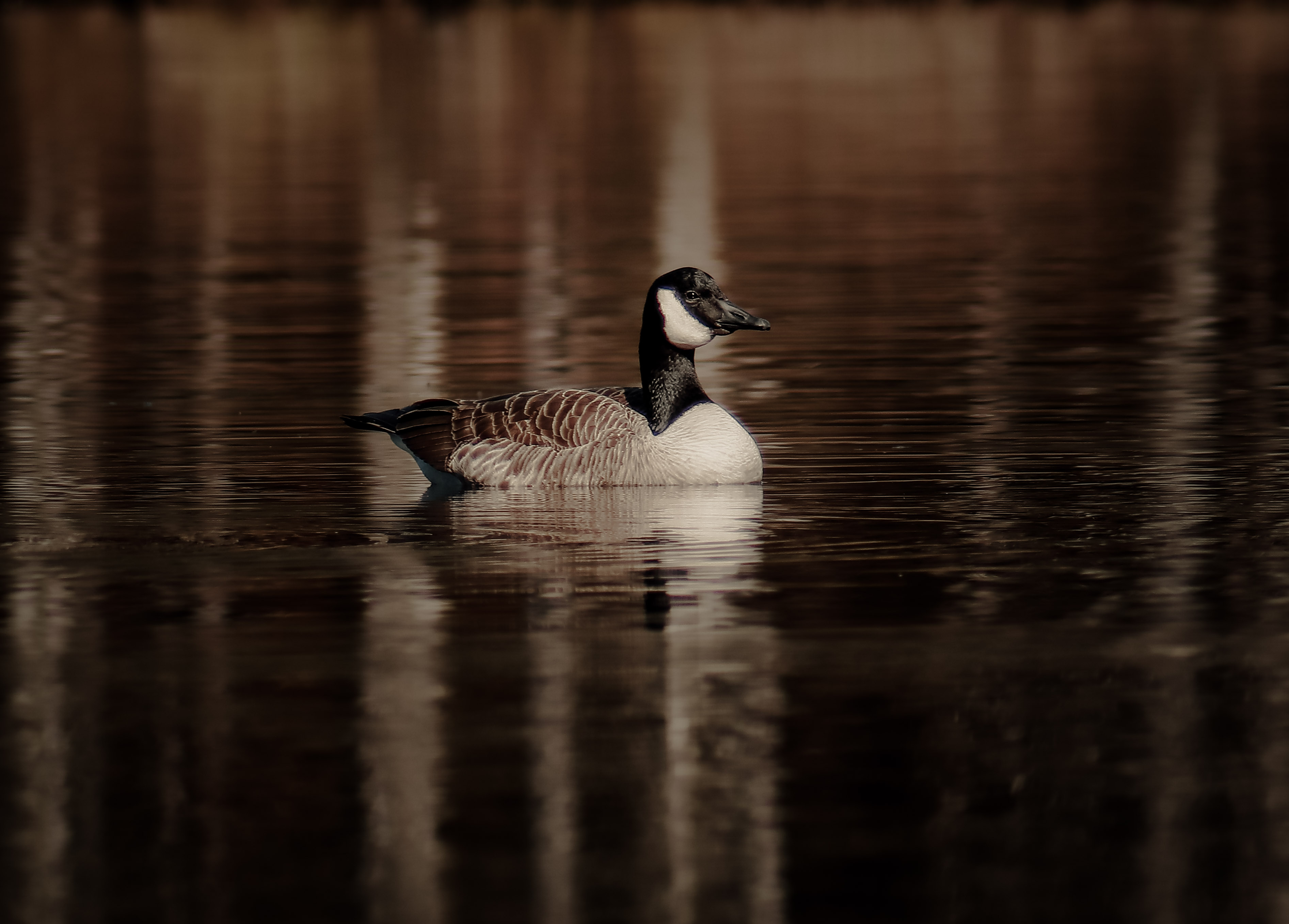 Faune & Flore