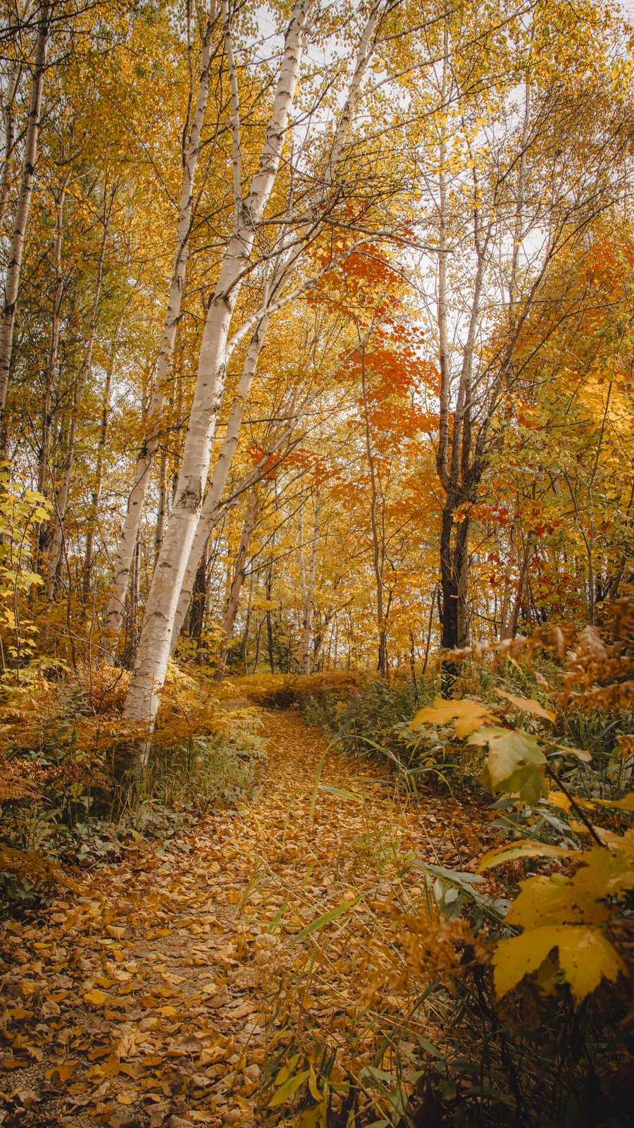 Petite-Rivière-Saint-François