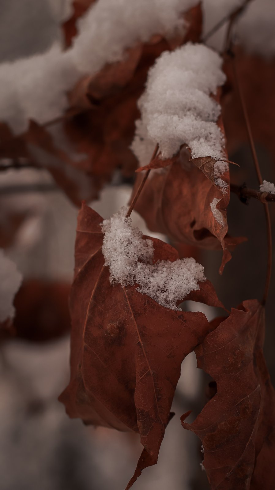 Faune & Flore