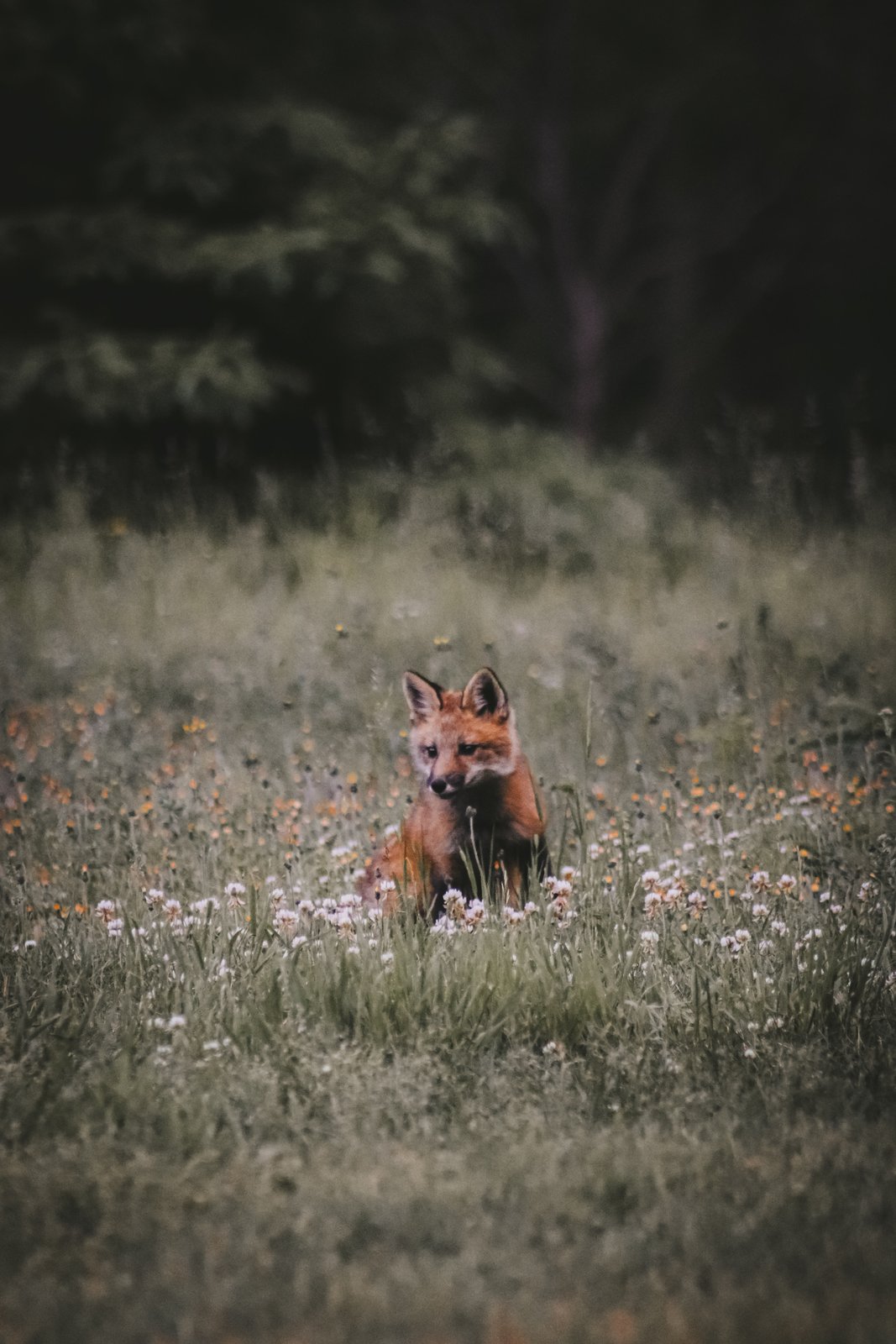 Faune & Flore